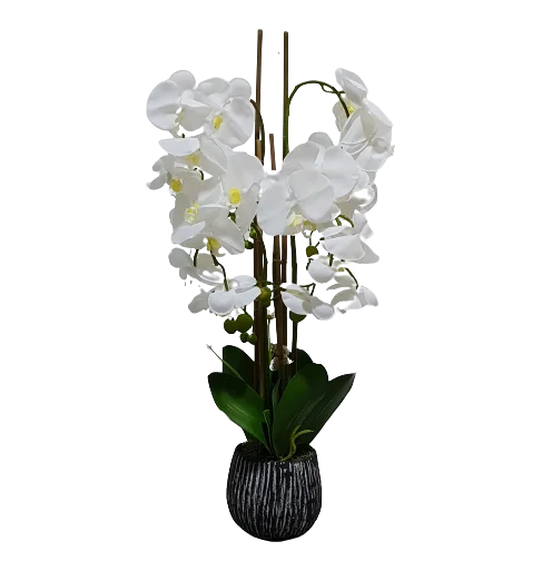 ORCHID